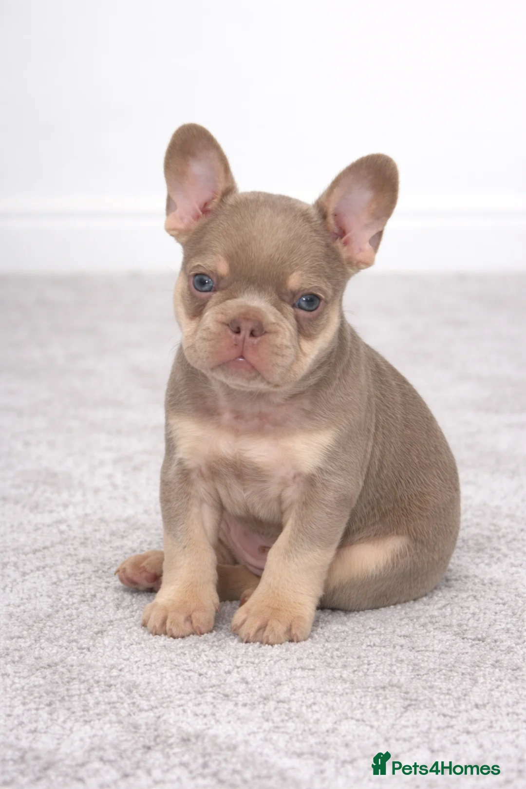 French Bulldog dogs for sale: French bulldog puppies  - Advert 3