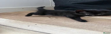 Black Kitten 1