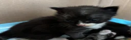 Maine Coon cats for sale: Beautiful Maine coon kittens - Advert 11