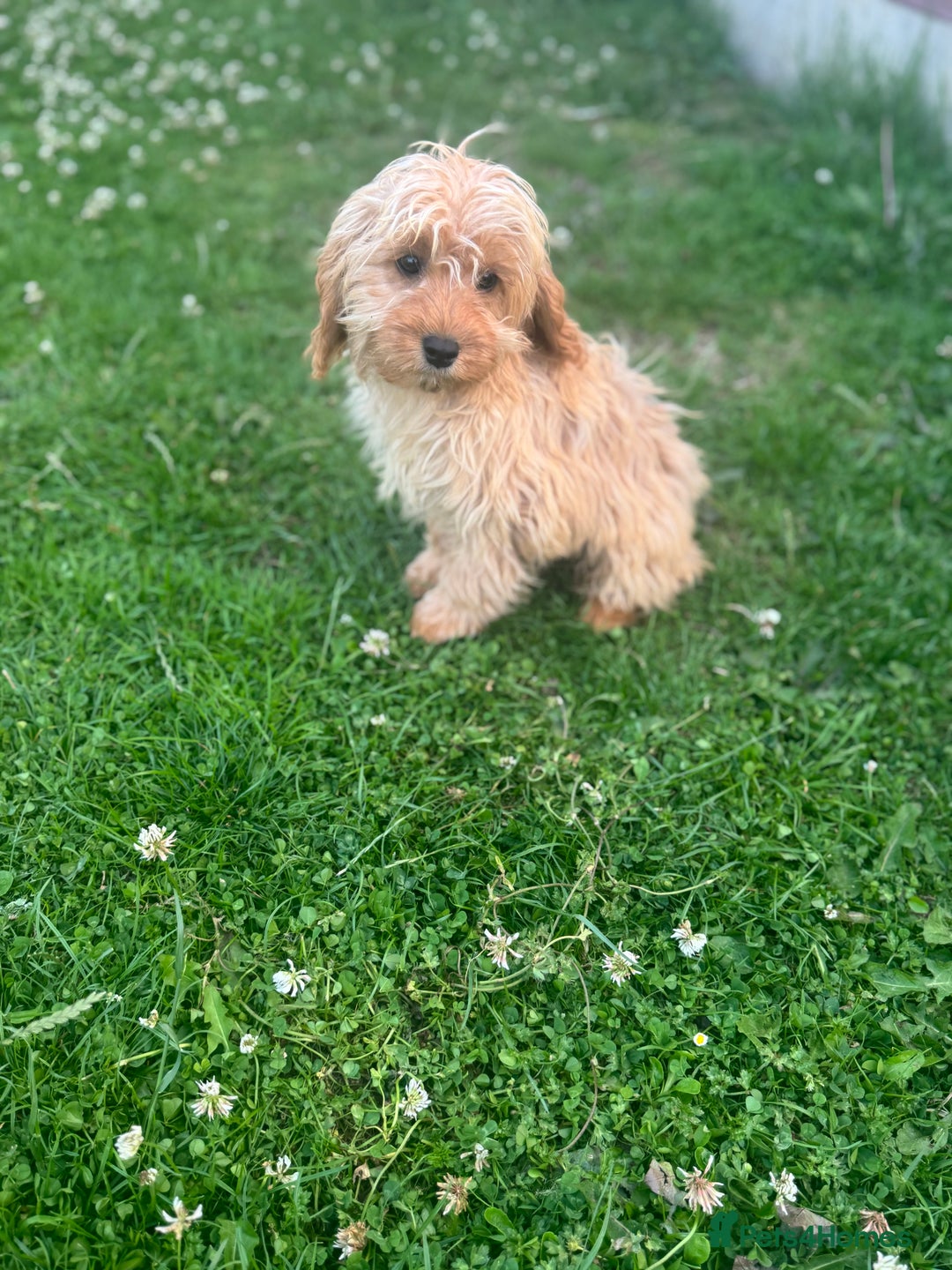 Cavapoo dogs for sale: 2 LEFT *due to time wasters*🐶 in Leicester - Image 6