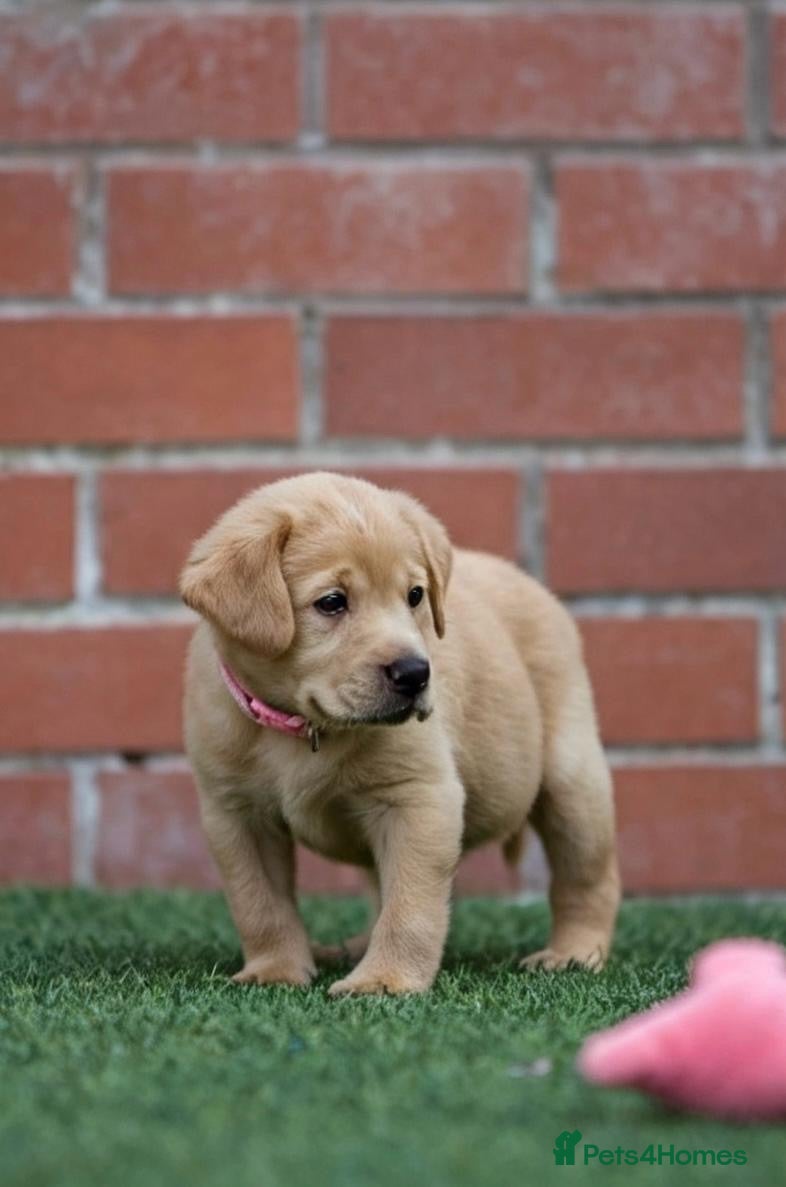 Labrador Retriever dogs Superb fully health tested fox reds  - Advert 2
