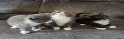 Mixed Breed cats for sale: 2 Girl Kittens For Sale in Weston-super-Mare - Advert 18