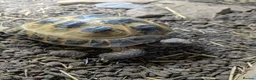 Tortoise reptiles for sale: Male horsefield tortoise with viv in Rotherham - Advert 3