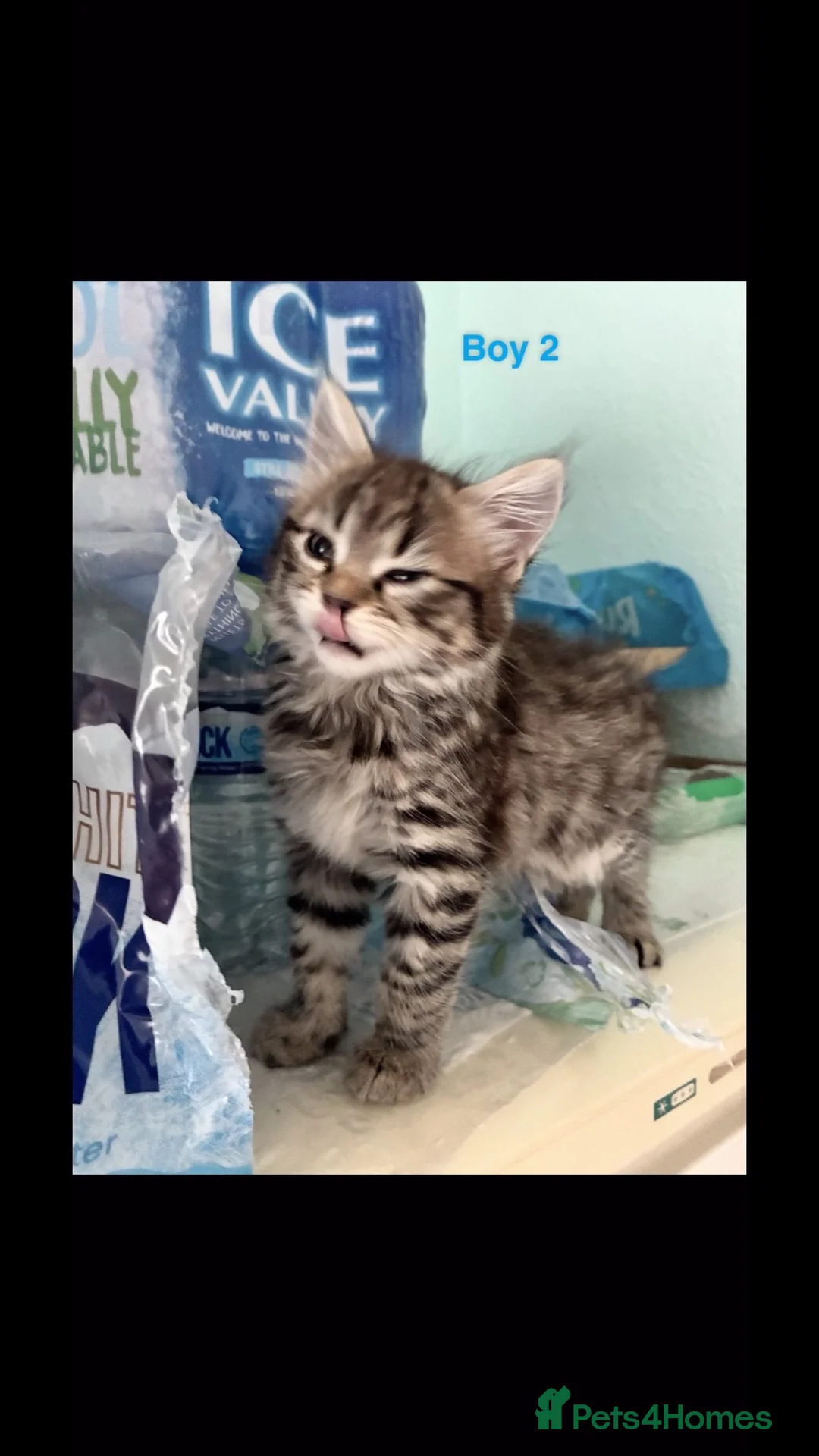 Savannah cats for sale: Gorgeous savannah kittens 2 boys left in Aylesbury - Advert 2