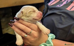 Cocker Spaniel dogs for sale: 🐾 Working Cocker Spaniel Puppies 🐾 - Image 14