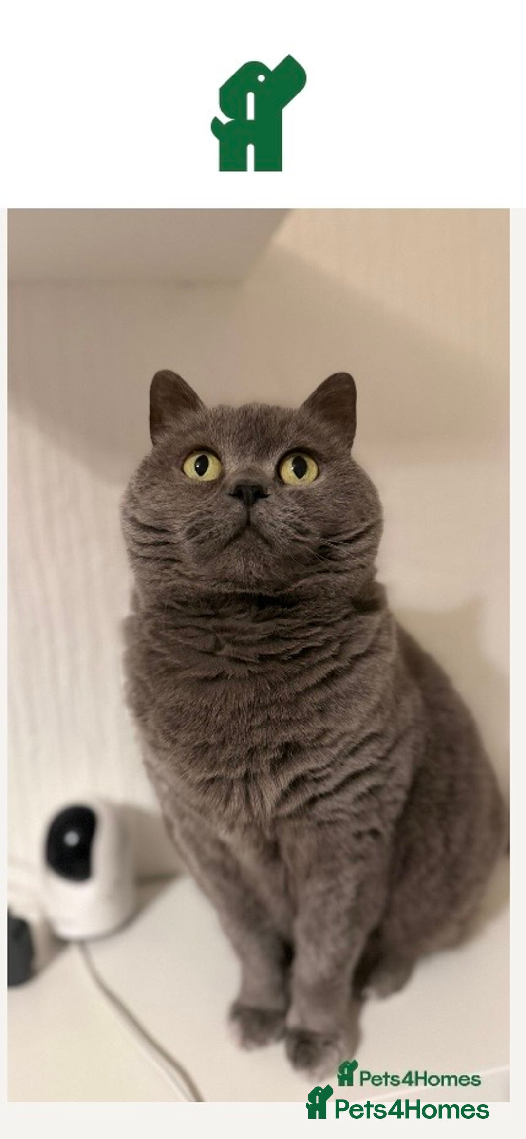 Mixed Breed cats for sale: British short haired/mixed kitten for sale  - Advert 3