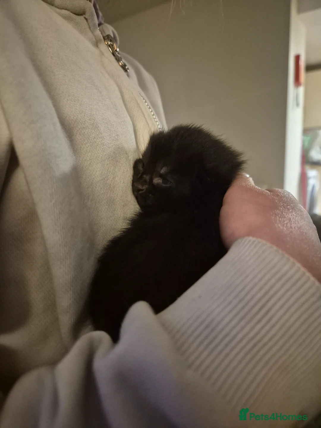 Mixed Breed cats for sale: 4 kittens - Advert 2