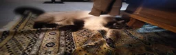Ragdoll cats for sale: Male ragdoll looking for loving home - Advert 22