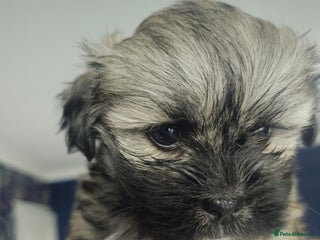 Lhasa Apso dogs - Advert 8
