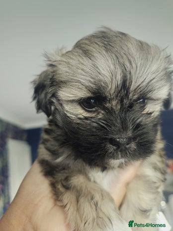 Lhasa Apso dogs - Advert 7