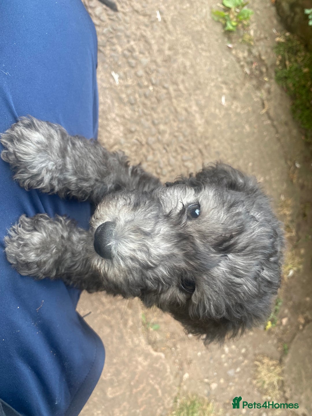 Mixed Breed dogs for sale: Bedlington Terrier X Whippet Puppies ⭐️ - Image 4
