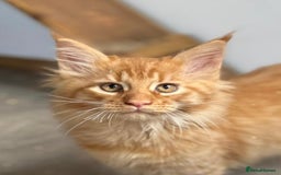 Maine Coon cats for sale: Ready now Maine Coon large Boys GCCF - Image 33
