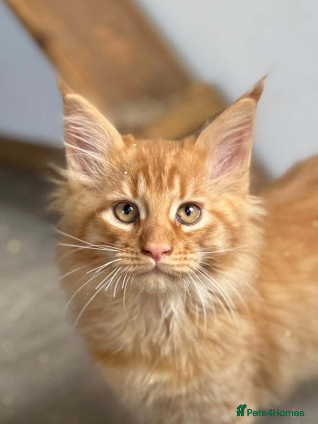 Maine Coon cats for sale: Ready now Maine Coon large Boys GCCF - Image 33