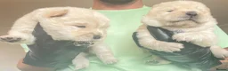 Chow Chow dogs for sale: Beautiful Kc registered chow chow puppies in Liverpool - Advert 5
