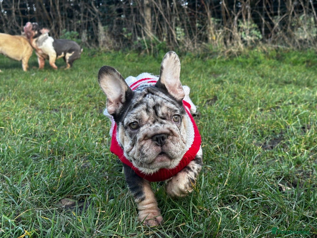 French Bulldog dogs for sale: Ready now-  Well bred, beautiful temperament pups - Advert 2
