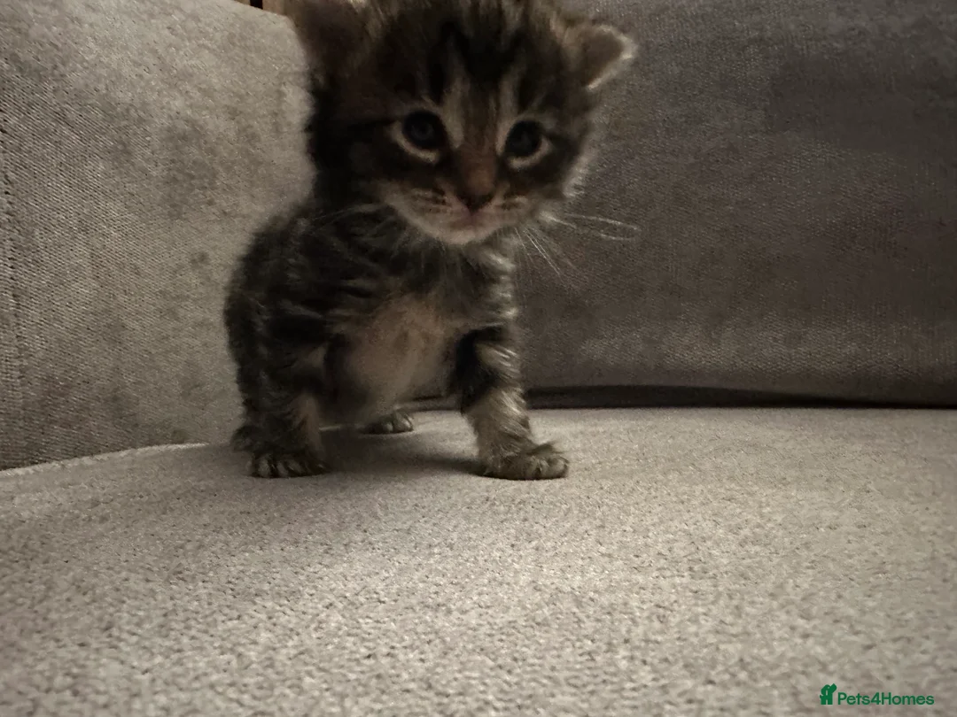 Mixed Breed cats for sale: X4 beautiful kittens looking for forever home.  - Advert 9