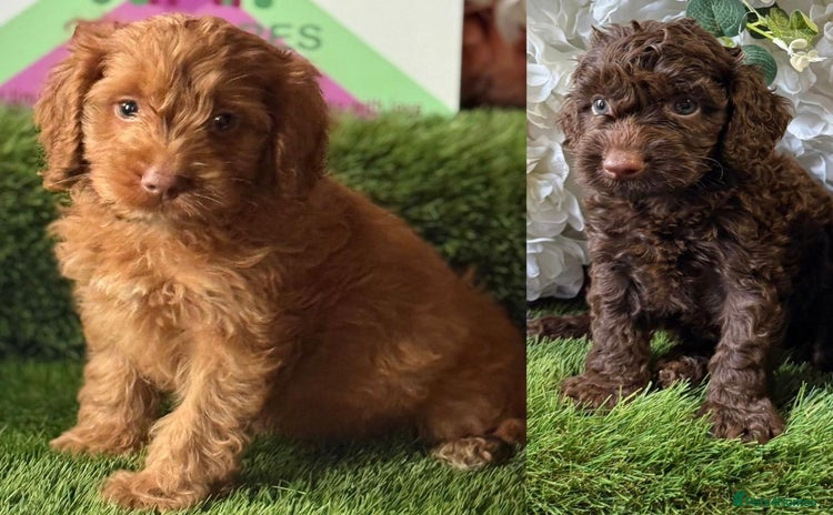 Cockapoo dogs - Advert 13