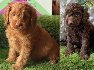 Cockapoo dogs - Advert 3