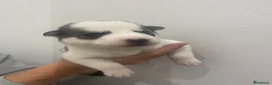 Siberian Husky 4