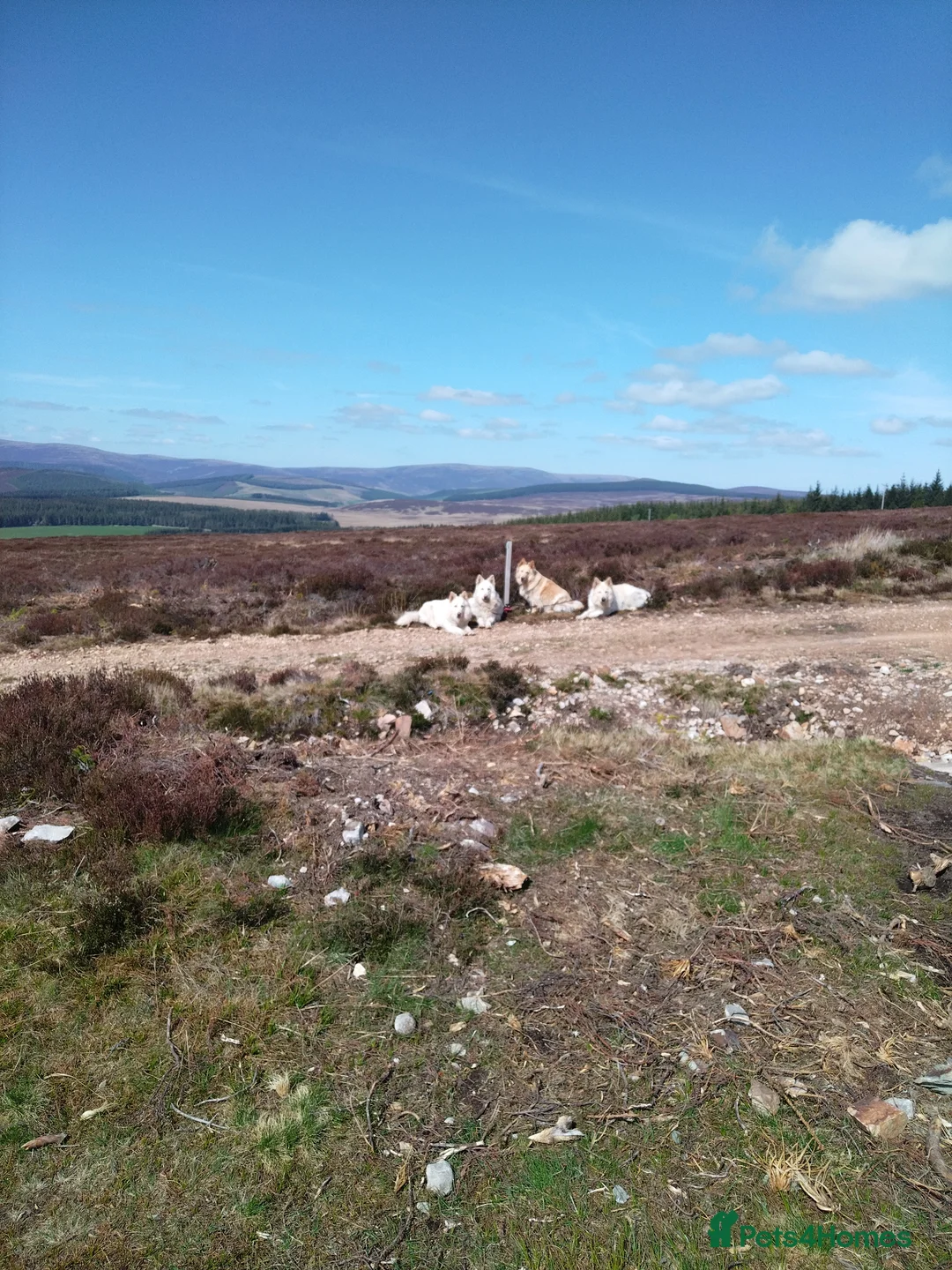 German Shepherd dogs for stud: BISMARCK - Advert 3