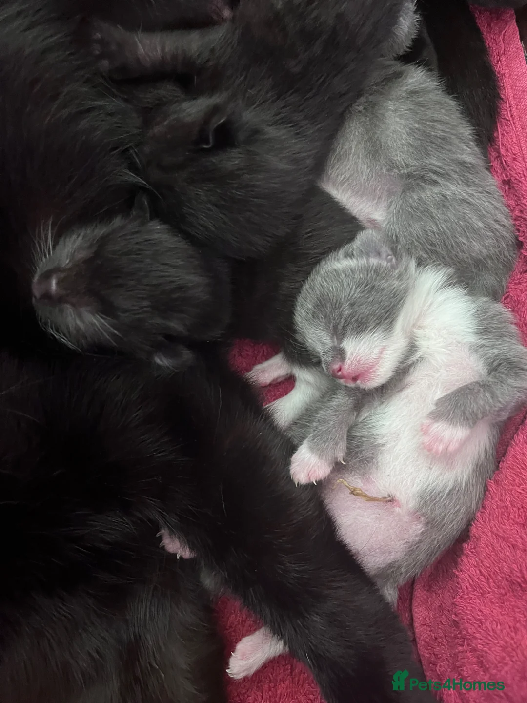 Ragdoll cats for sale: Ragdoll/abyssinian kittens  - Advert 2