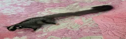 Sugar Glider rodents for sale: Sugar glider - Advert 7