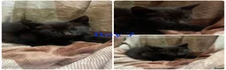 Mixed Breed cats for sale: Gorgeous kittens for sale  - Advert 9