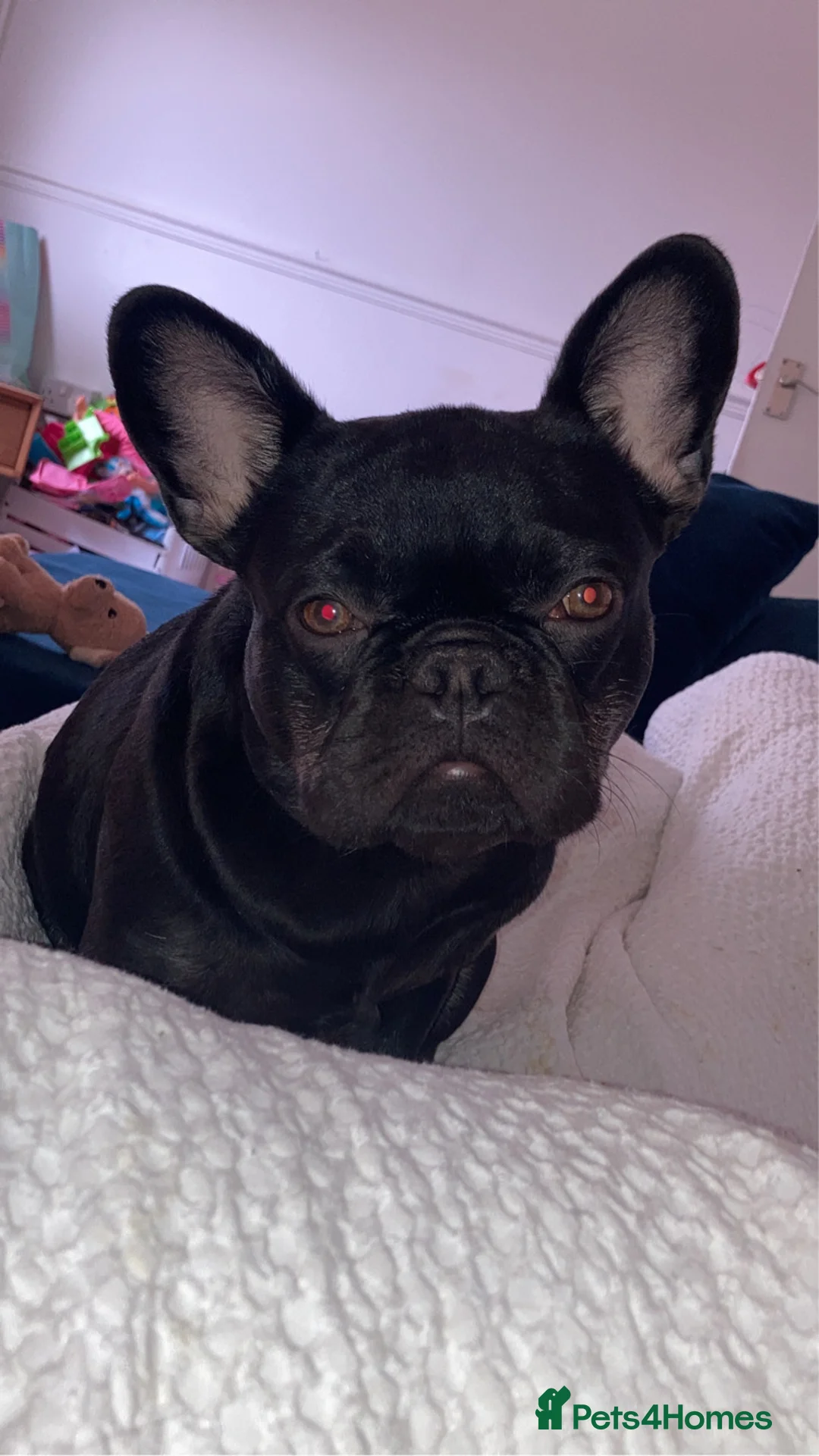 French Bulldog dogs for sale: 2 year old French bulldog  - Advert 2