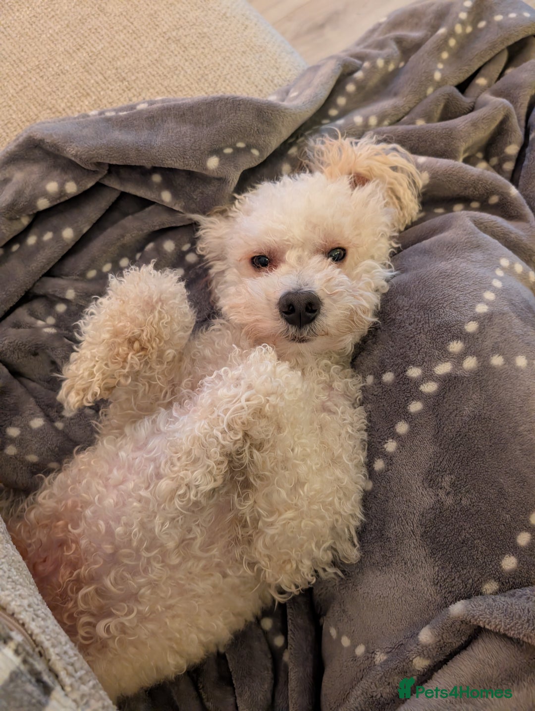 Toy Poodle dogs for sale: Friendly white toy poodle - Advert 3