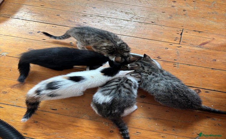 Mixed Breed cats - Advert 16