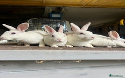 Rex rabbits for sale: Selection of Mini Rex boys  - Image 2
