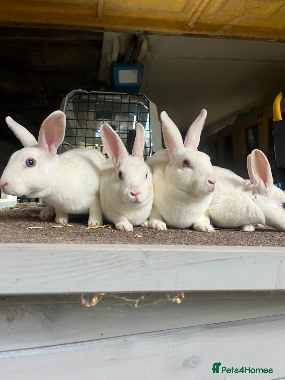 Rex rabbits for sale: Selection of Mini Rex boys  - Image 2