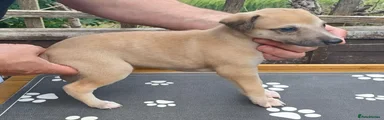Whippet 4