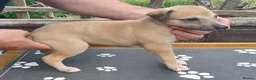 Whippet dogs for sale: KC Registered Whippet Puppies in Cambridge - Advert 4