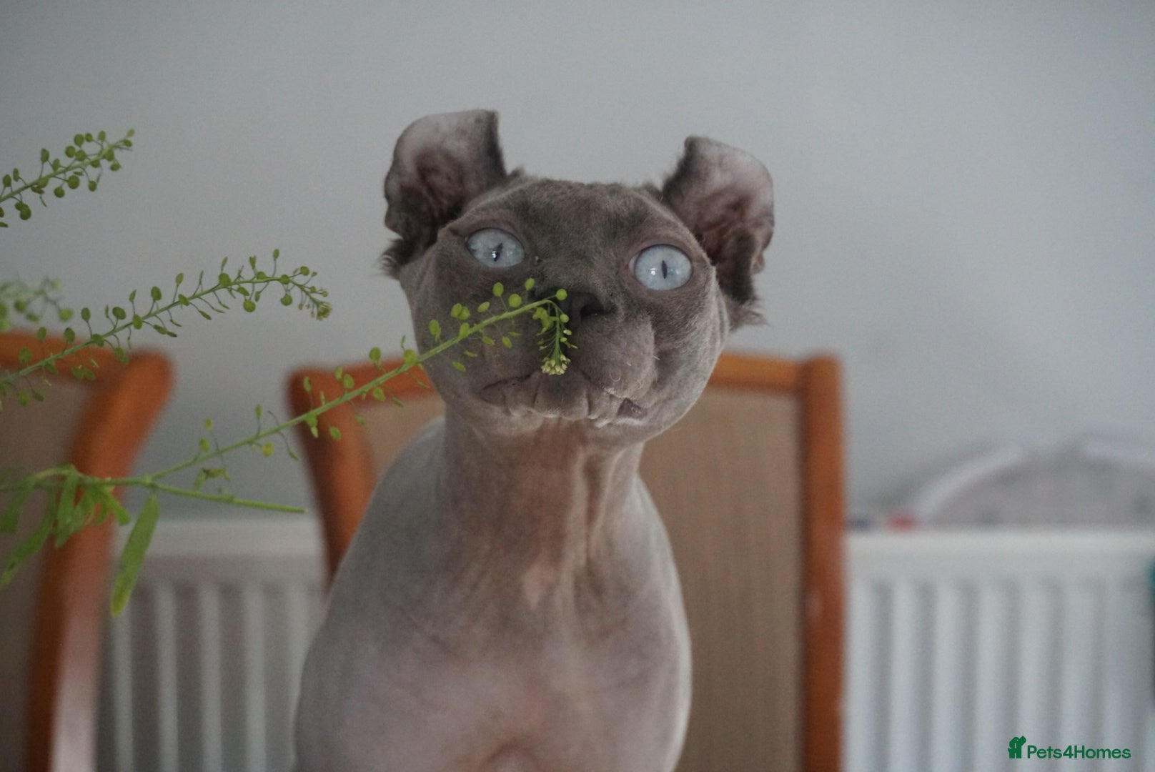 Sphynx cats Blue with white Elf for stud duty in Oldham - Advert 19