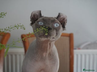 Sphynx cats in Oldham - Advert 3