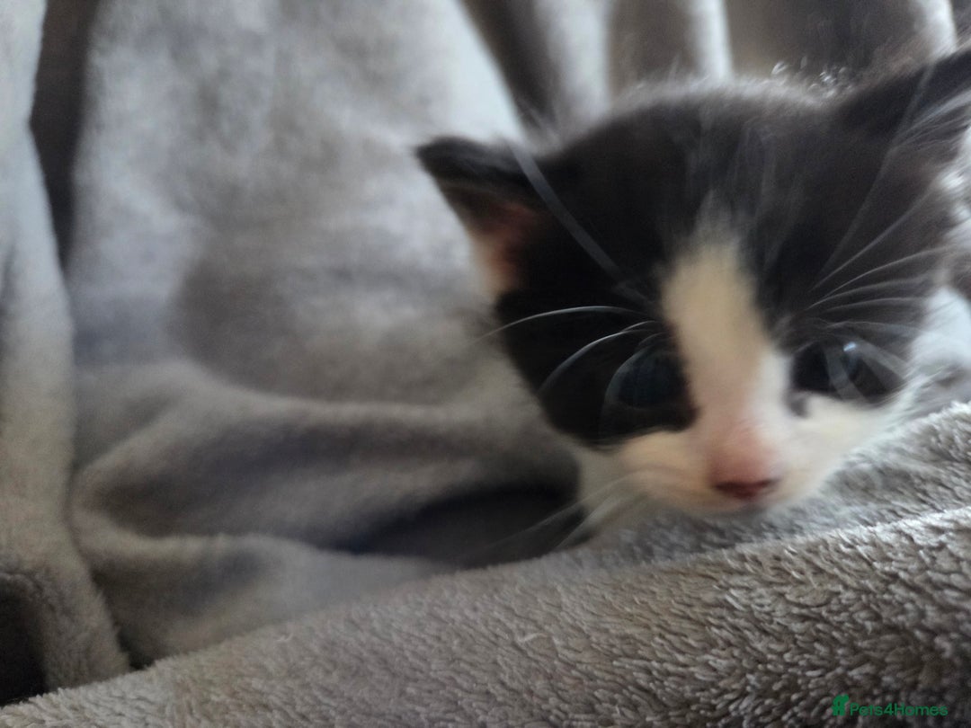 Mixed Breed cats for sale: 5 Fabulous kittens - Advert 28