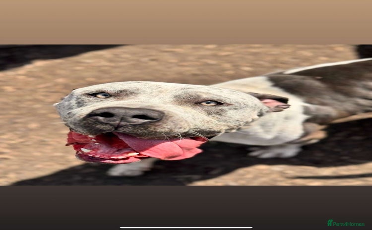 Mixed Breed dogs - Advert 1
