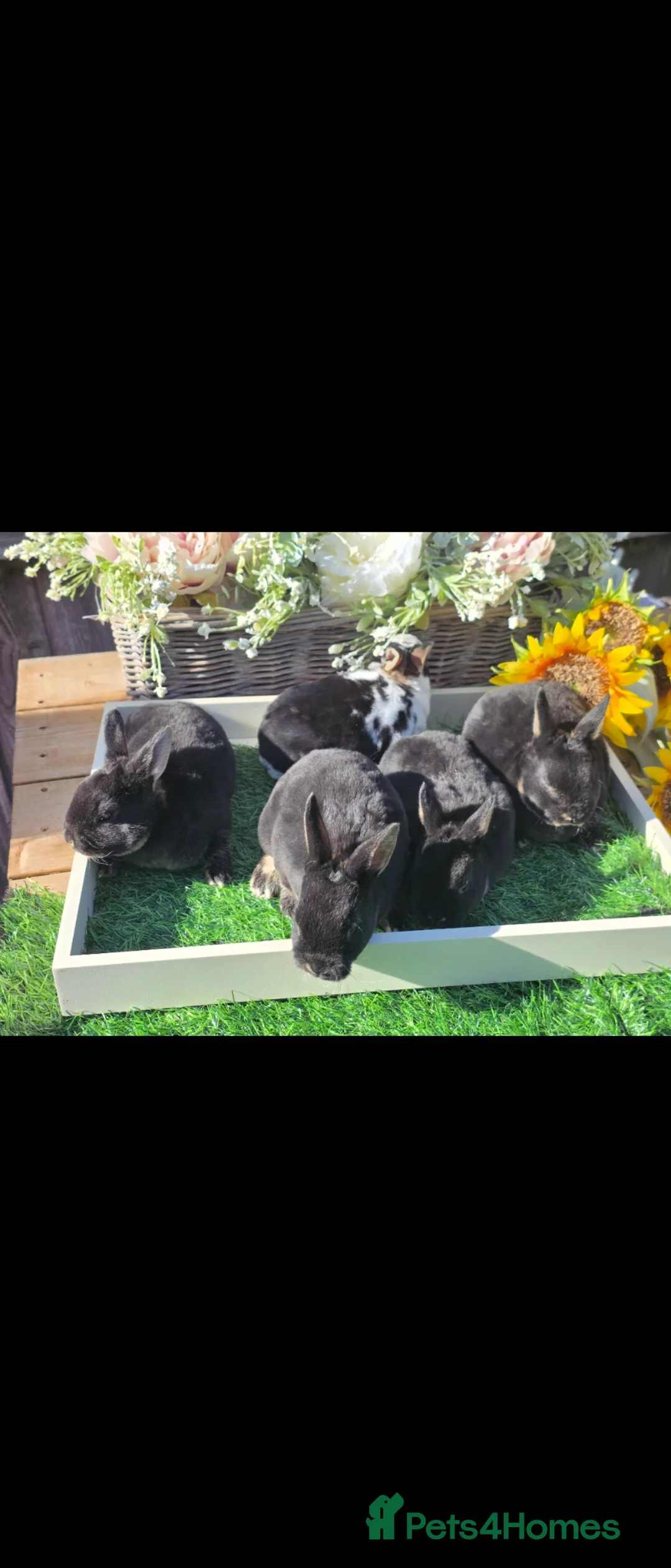 Rex rabbits for sale: READY FOR RESERVE - Advert 6