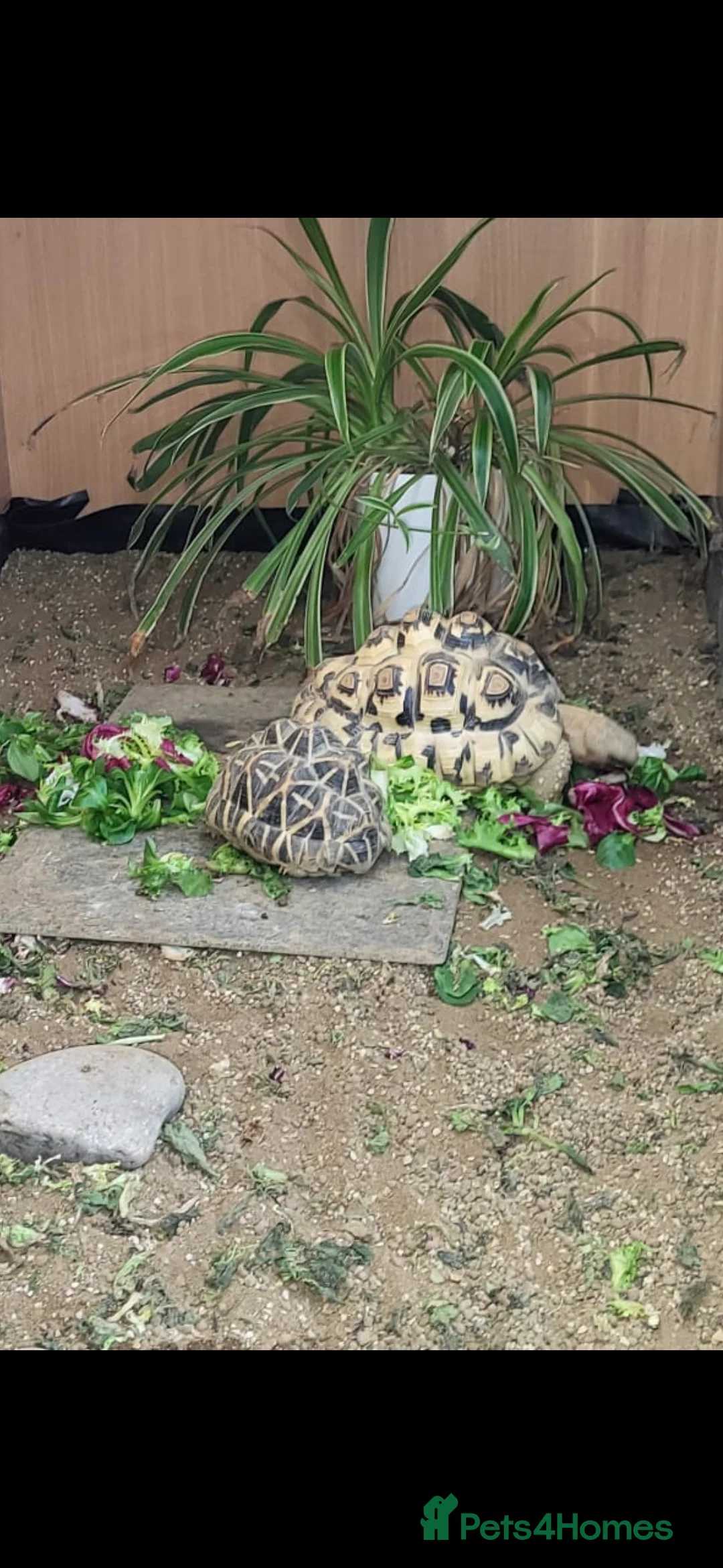 Tortoise reptiles for sale: Tortoise  in Darlington - Advert 2