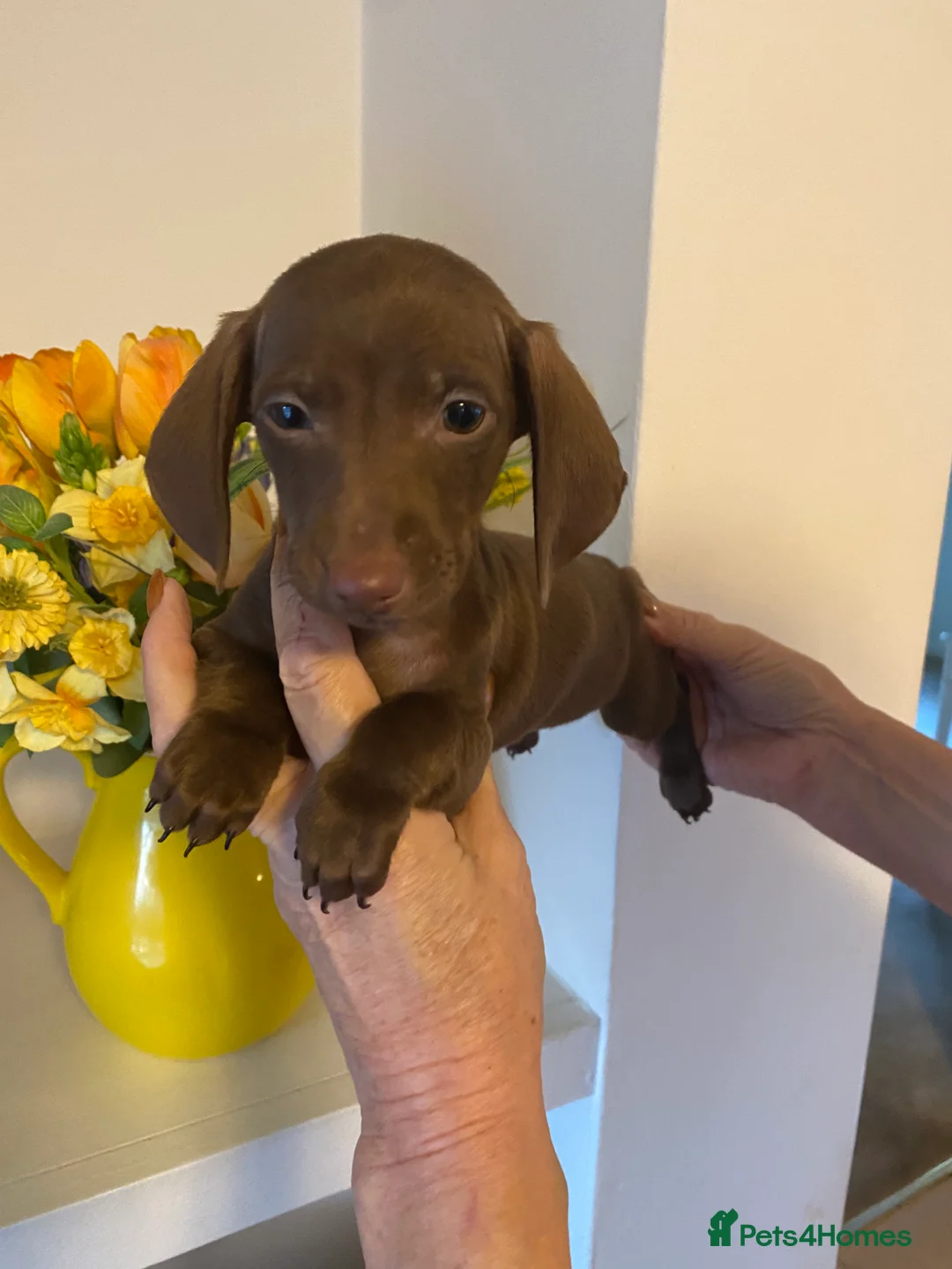 Miniature Dachshund dogs for sale: BEAUTIFUL K.C CHOCOLATE BOY MINIATURE DACHSHUND!!  - Advert 2