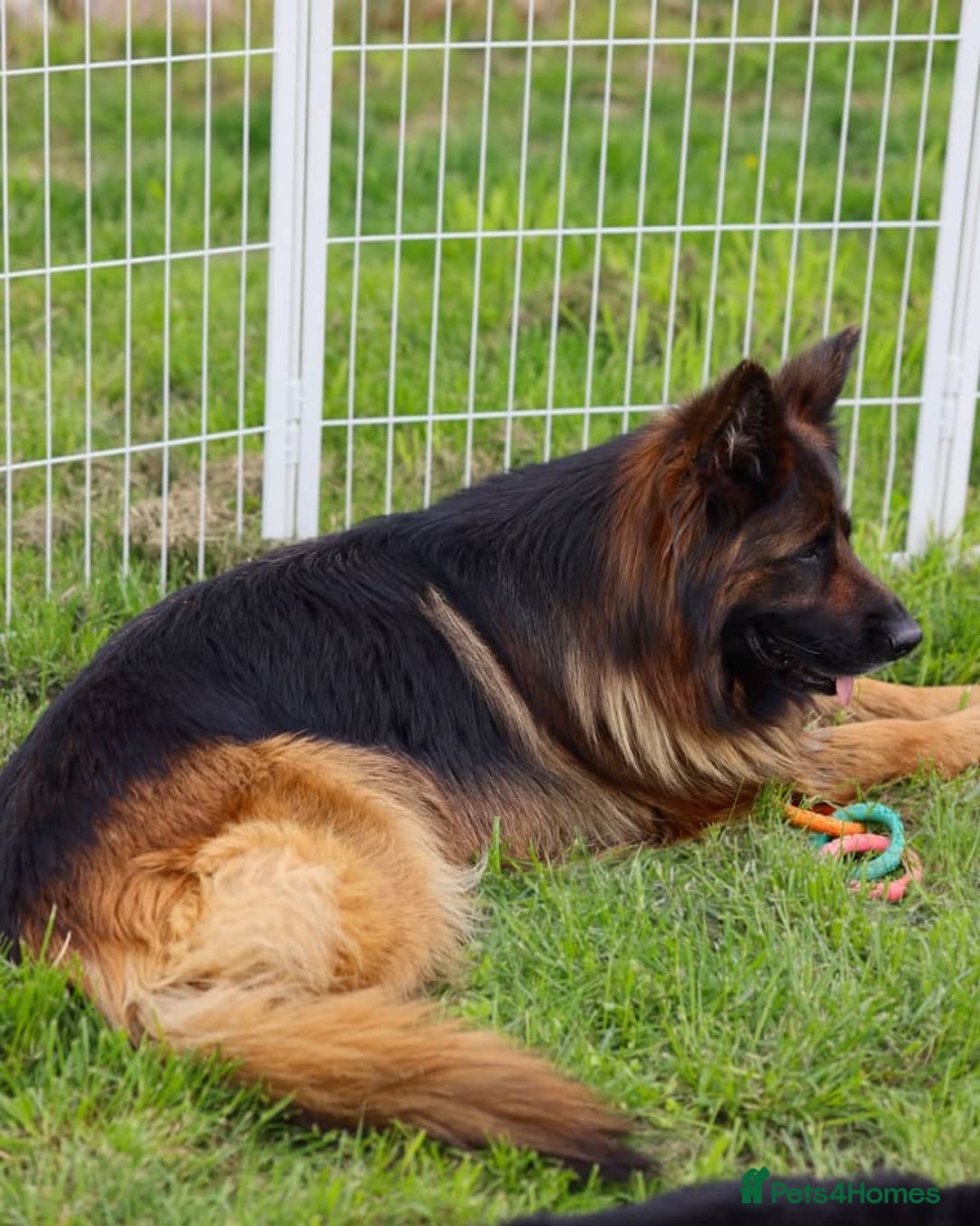 German Shepherd dogs for sale: 🐾🖤 Top-Quality Purebred German Shepherd Puppies - Image 19
