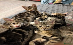Domestic Shorthair cats for sale: Beautiful domestic short hair kittens for sale  - Image 17