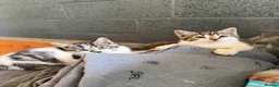 Mixed Breed cats for sale: Two boy farm cats for sale  - Advert 2