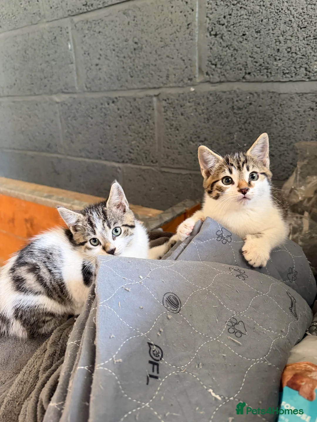 Mixed Breed cats for sale: Two boy farm cats for sale  - Advert 2