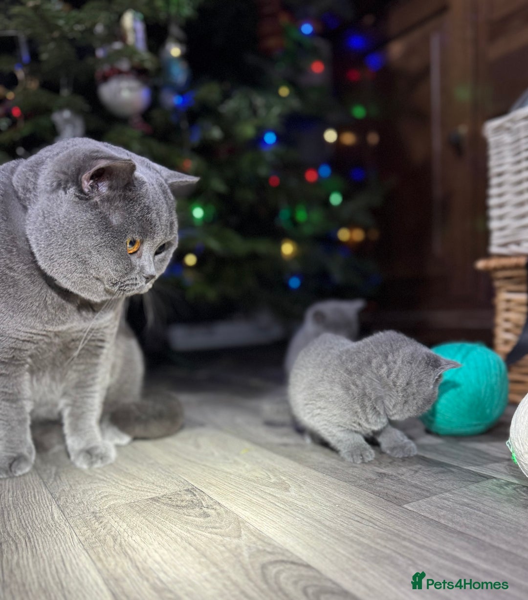British Shorthair cats for sale: Beautiful British Shorthair Blue Kittens Available - Advert 8