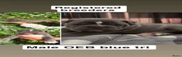 Olde English Bulldogge dogs for sale: Olde English bulldogs litter EXCEPTIONAL - Advert 19