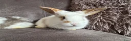 Mini Lop rabbits for sale: Beautiful Mini Lops Available to Reserve - Advert 29