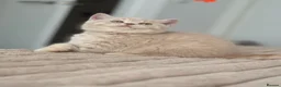 British Shorthair cats for sale: TICA CH Parents beautiful cream kitten male . - Advert 8