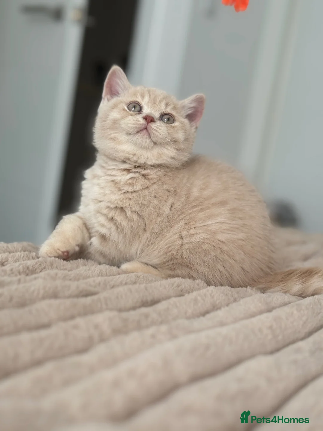 British Shorthair cats for sale: TICA CH Parents beautiful cream kitten male . - Advert 8